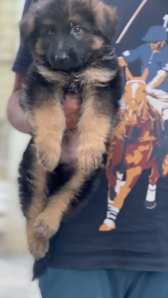 German Shepherd Puppy, farm video
