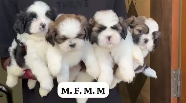 Shih Tzu | Black Color, farm video
