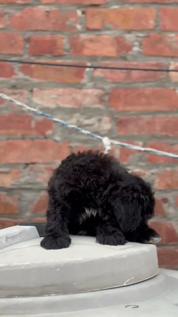 Toy Poodle Puppy, farm video