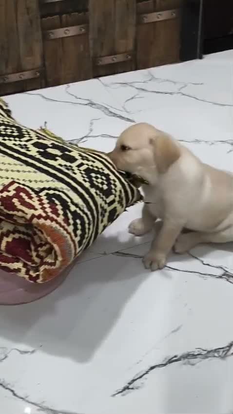Dachshund Puppy | Brown, farm video
