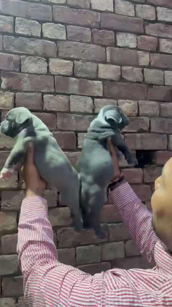 American Bully XXL Size Puppy, farm video