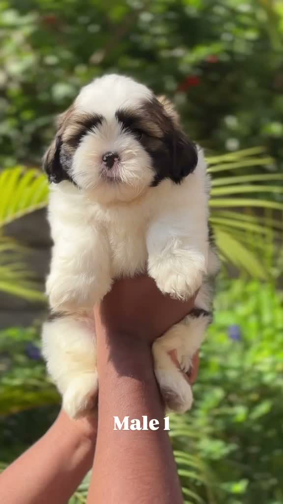 Shih Tzu | Black Color, farm video