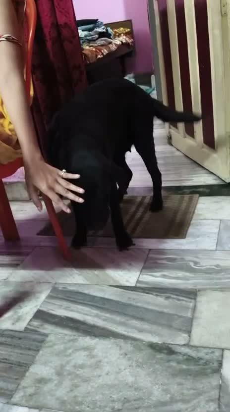 Beagle Black & Tan Puppy, farm video