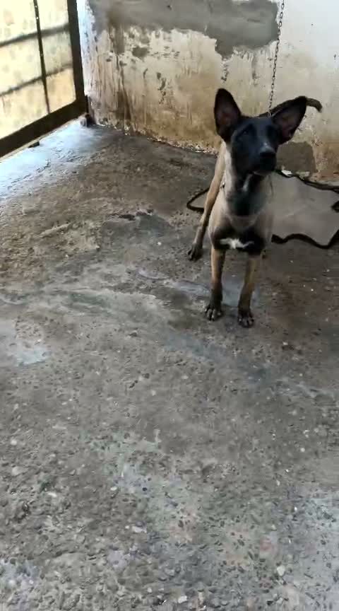 Dachshund Puppy | Brown, farm video