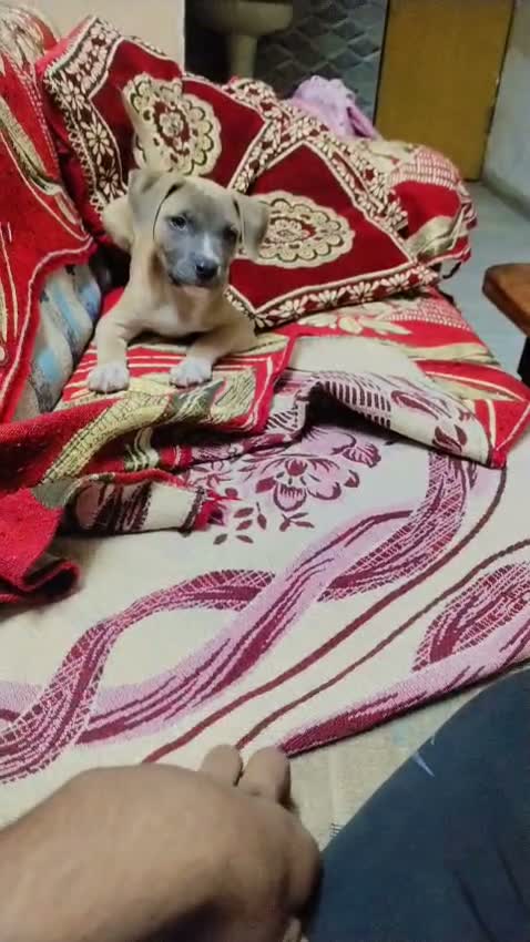 Dachshund Puppy | Brown, farm video