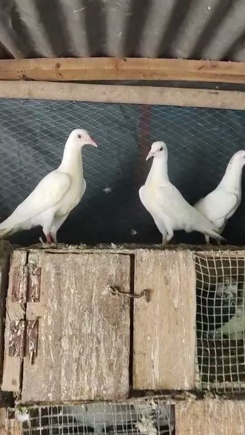 Satin Pigeon, farm video