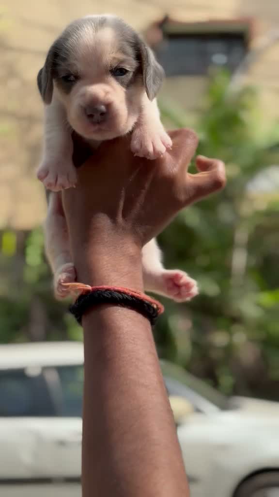 Beagle Black & Tan Puppy, farm video