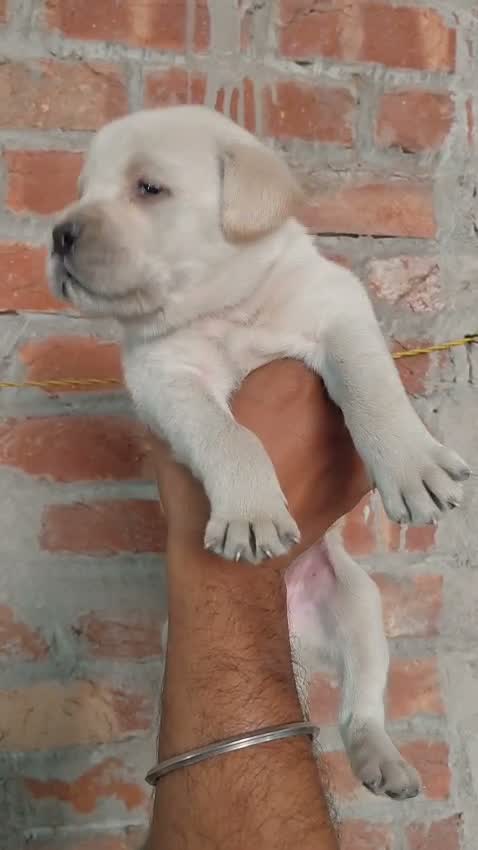 Beagle Black & Tan Puppy, farm video