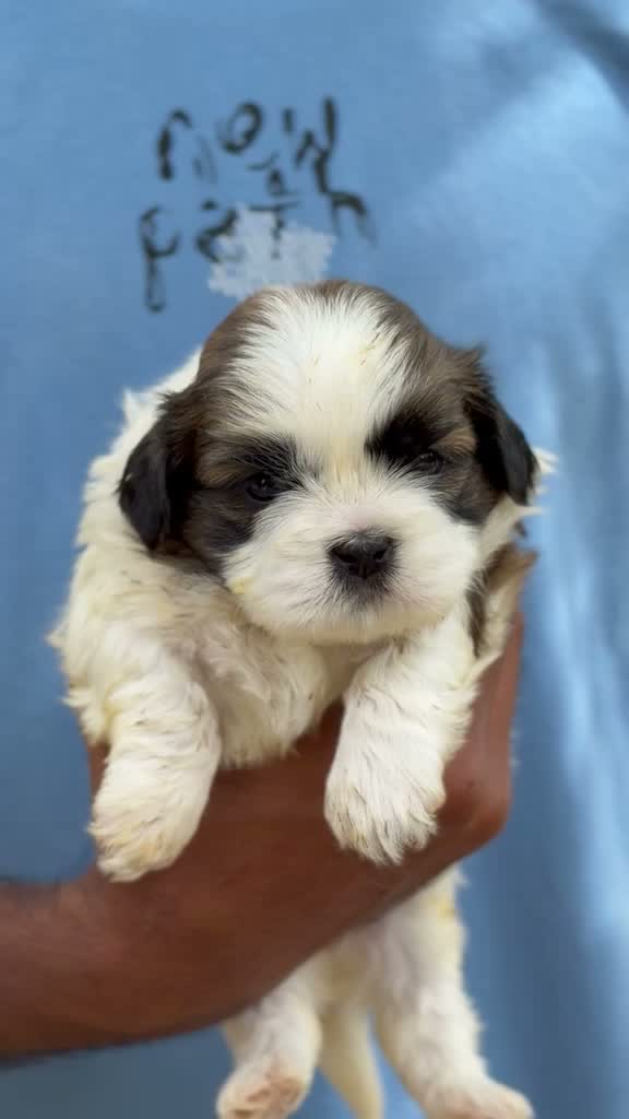 Shih Tzu | Black Color, farm video