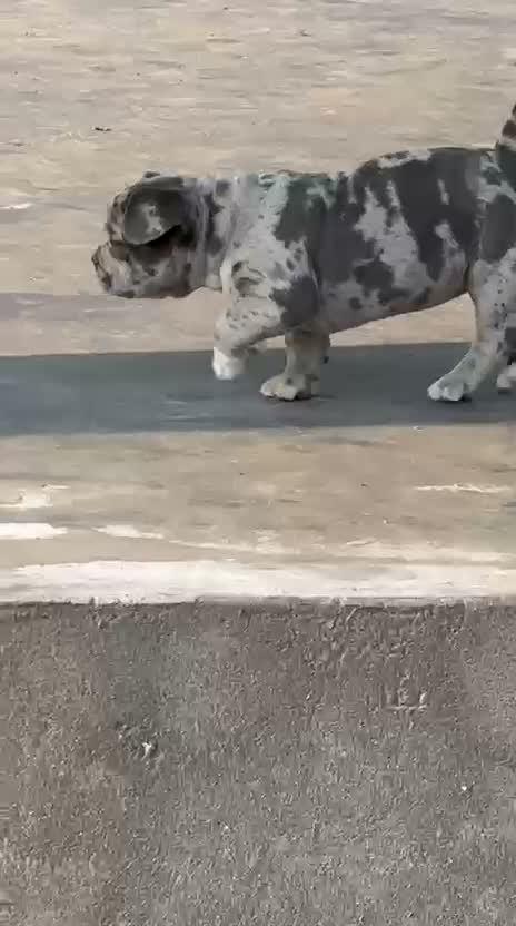 American Bully XXL Size Puppy, farm video