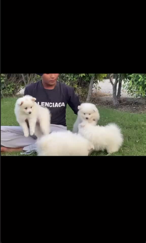 Pomeranian Puppy, farm video