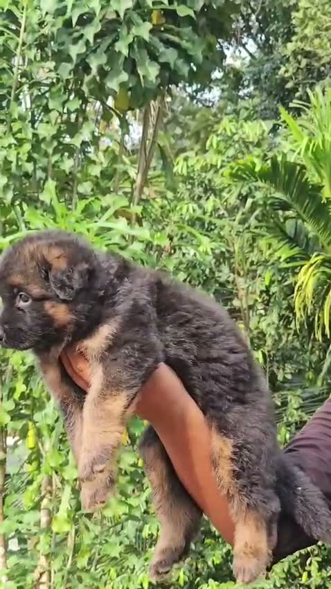 German Shepherd Puppy, farm video