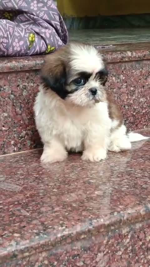 Shih Tzu | Black Color, farm video