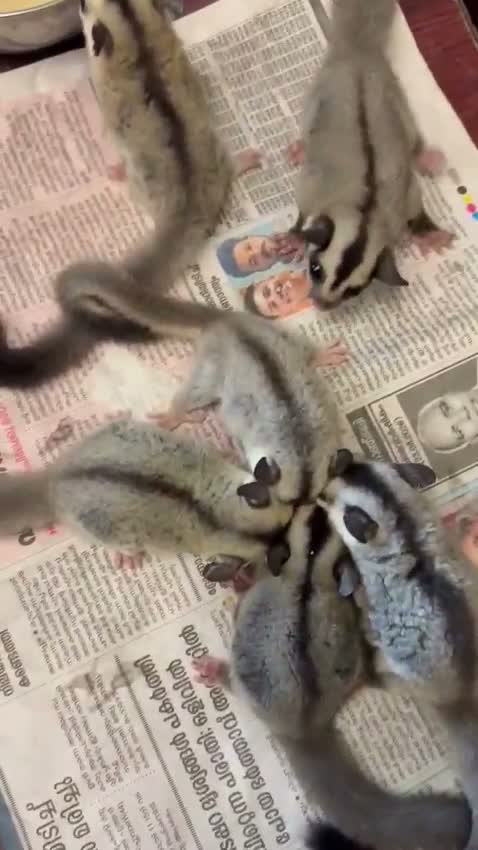 Sugar Glider | Grey, farm video