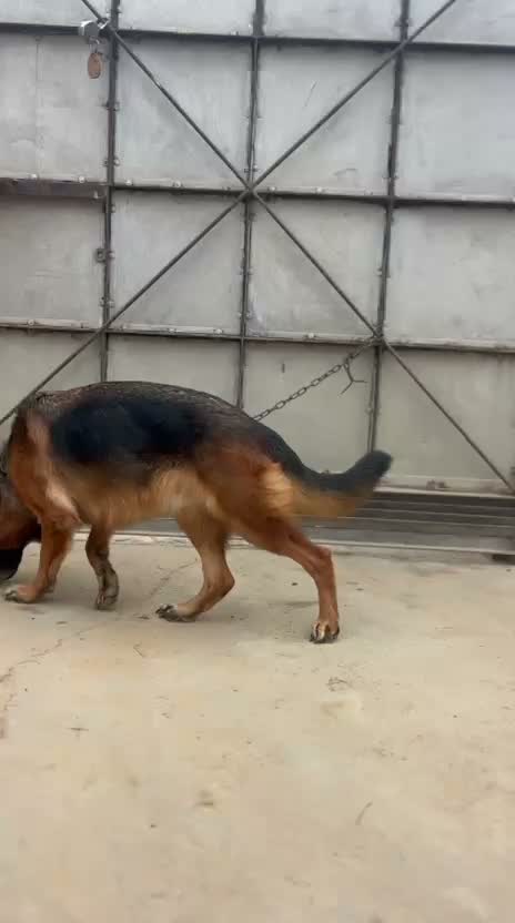German Shepherd Puppy, farm video