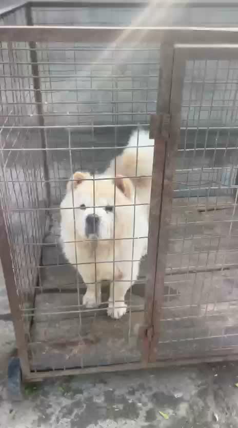 Chow Chow Puppies, farm video