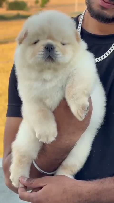 Chow Chow Puppies, farm video