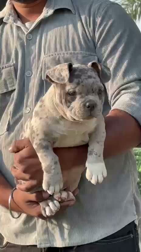 American Bully XXL Size Puppy, farm video