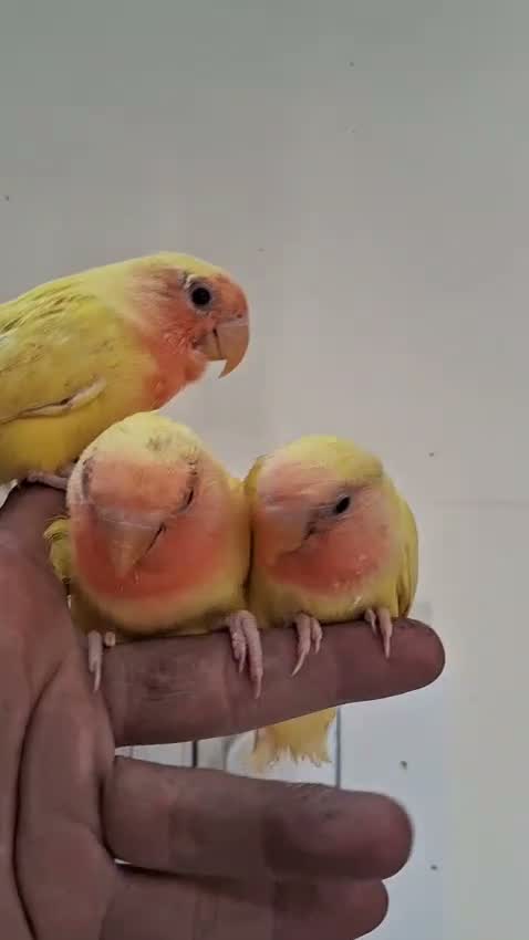 African Grey Parrot, farm video