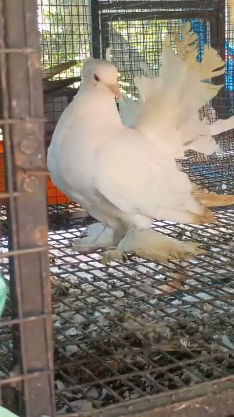 Satin Pigeon, farm video