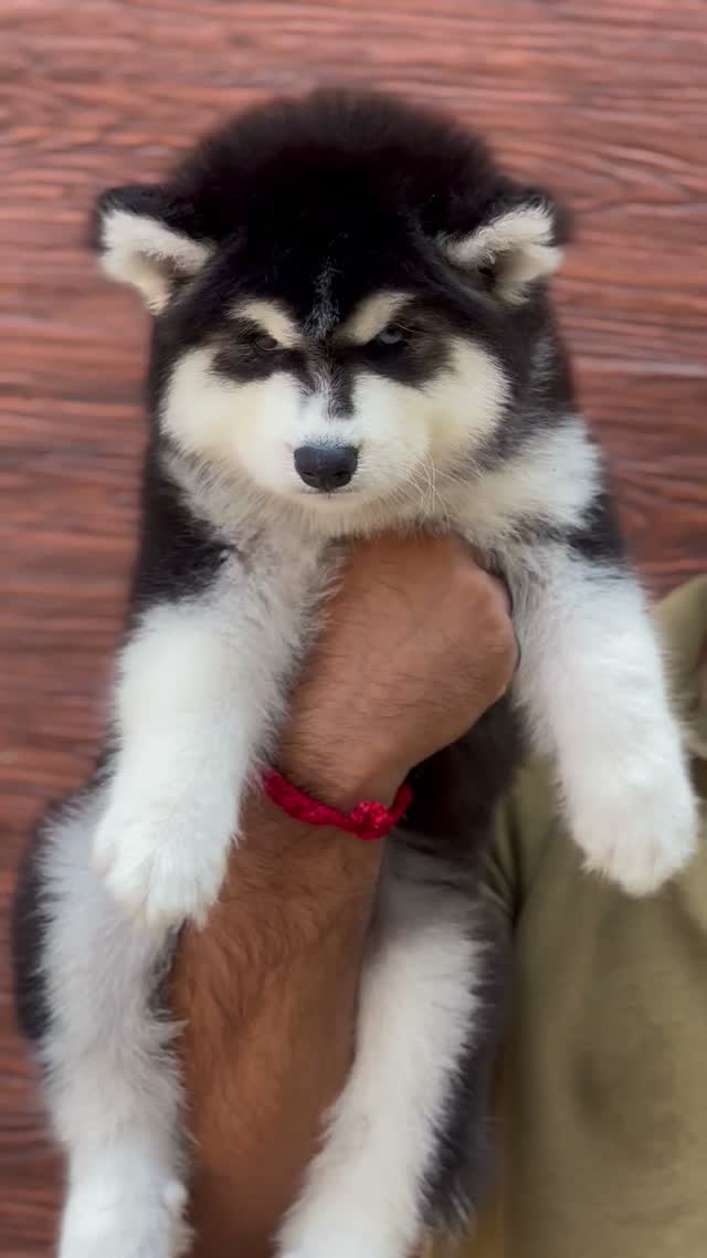 Siberian Husky Puppy | Black & White Color, farm video