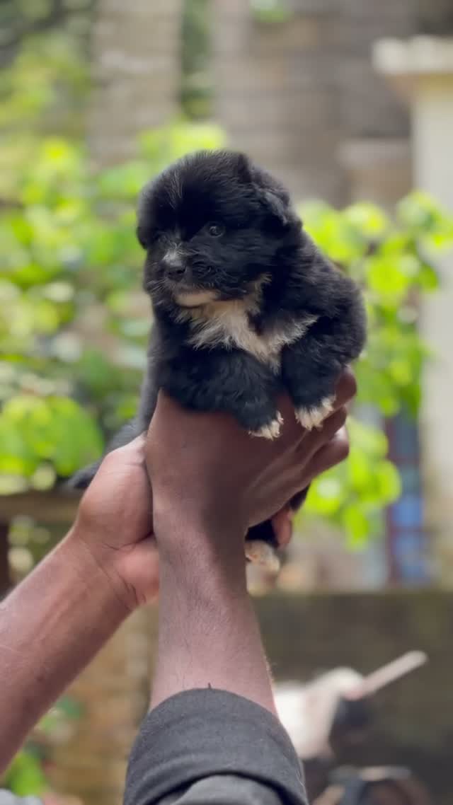Pomeranian Puppy, farm video