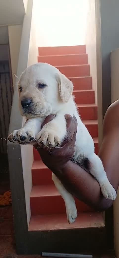 Beagle Black & Tan Puppy, farm video