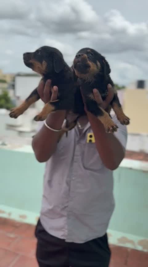 Rottweiler Puppy, farm video
