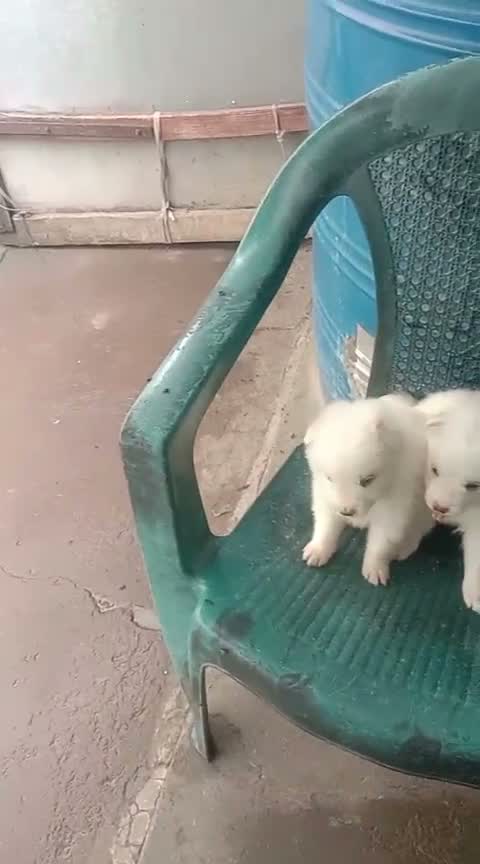 Pomeranian Puppy, farm video