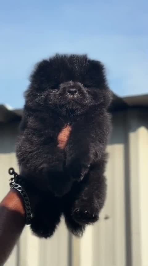 Chow Chow Puppies, farm video