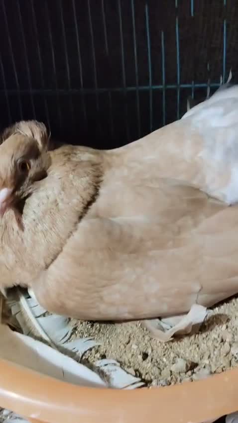 Satin Pigeon, farm video