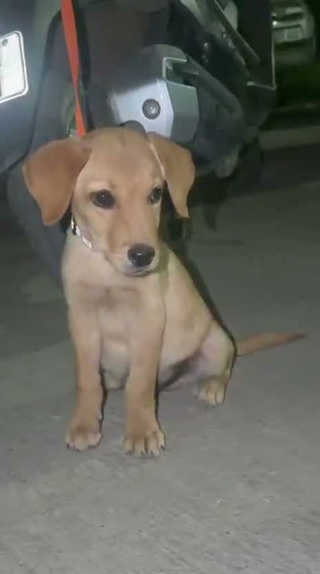 Beagle Black & Tan Puppy, farm video