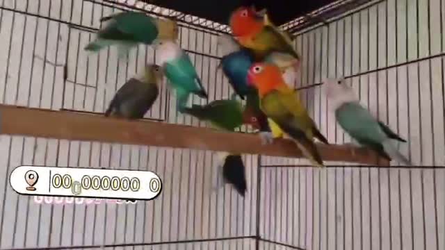 African Love Birds | Lutino, farm video