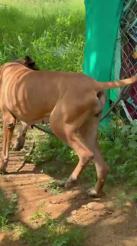 Dachshund Puppy | Brown, farm video