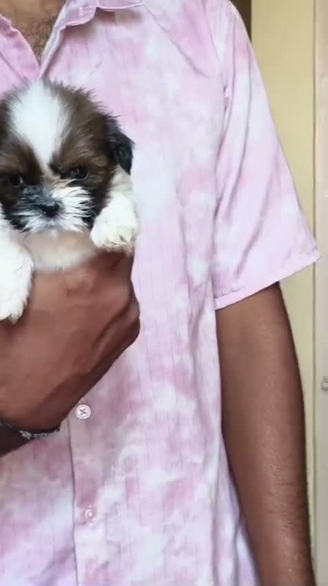 Dachshund Puppy | Brown, farm video