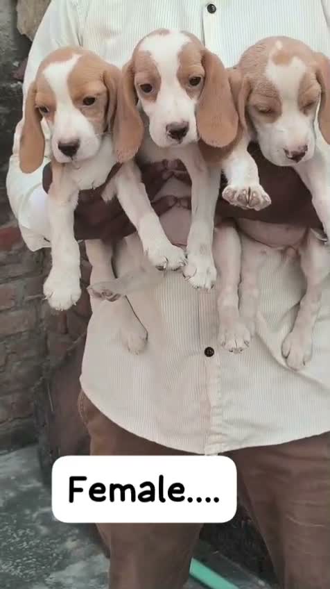 Dachshund Puppy | Brown, farm video