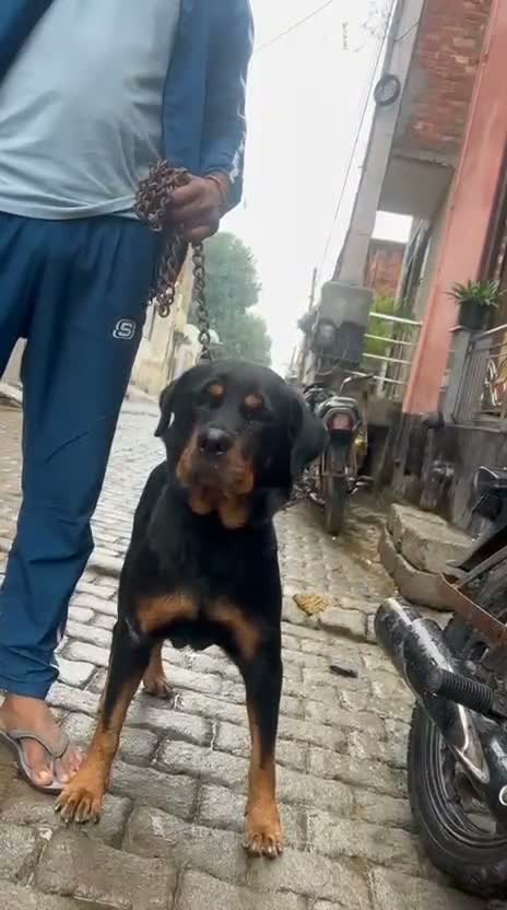 Dachshund Puppy | Brown, farm video