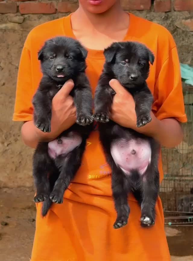 German Shepherd Puppy, farm video