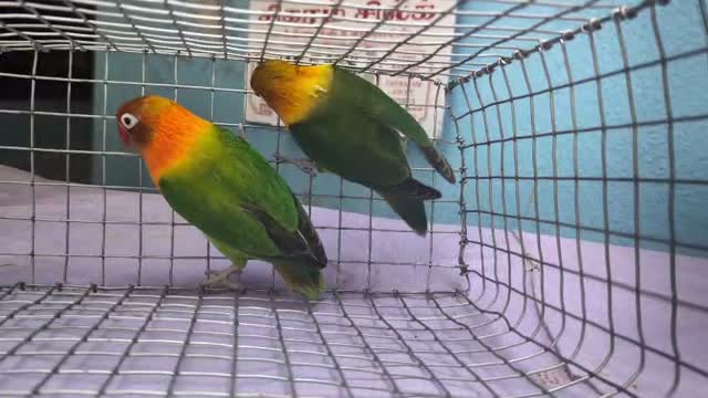 African Love Birds, farm video