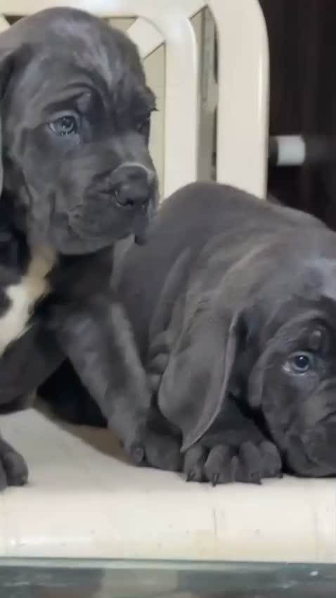 Cane Corso Puppy, farm video