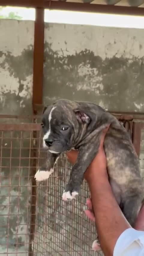 Dachshund Puppy | Brown & Tan, farm video