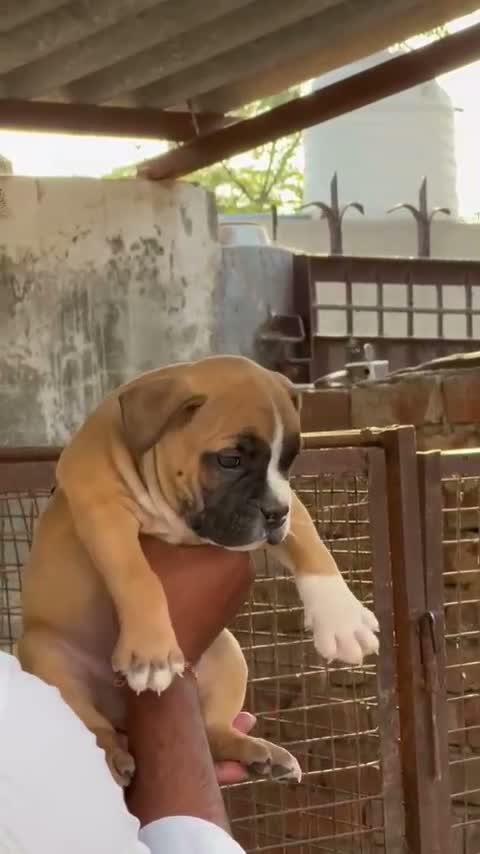 American Bully XXL Size Puppy, farm video
