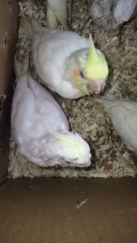 Cockatiel, farm video