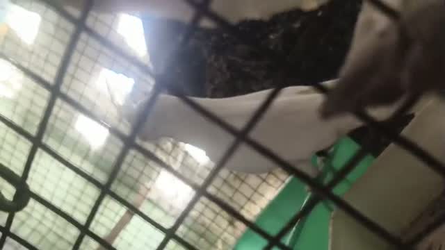 Dachshund Puppy, farm video