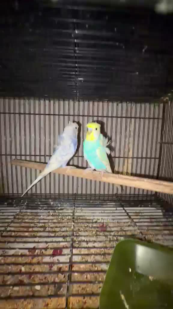 Hogoromo Budgies, farm video