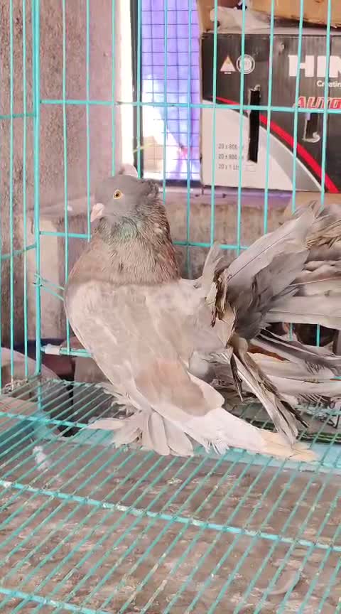 Satin Pigeon, farm video