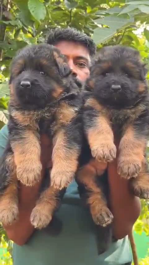 German Shepherd Puppy, farm video