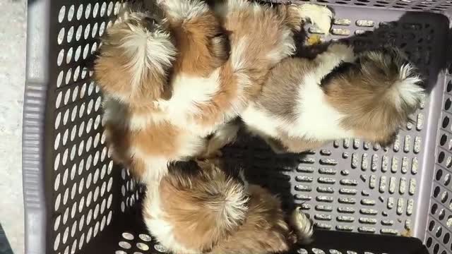 Shih Tzu | Black Color, farm video