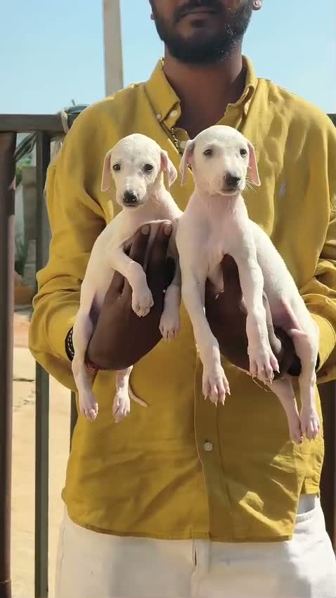 Dachshund Puppy | Brown & Tan, farm video