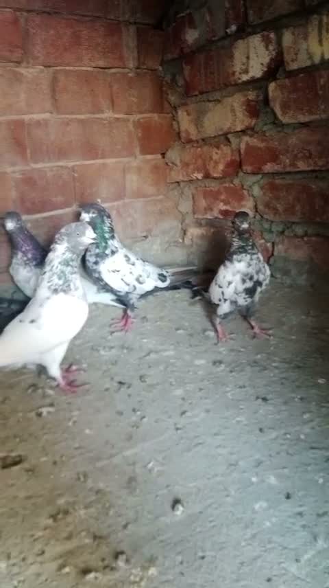 Satin Pigeon, farm video